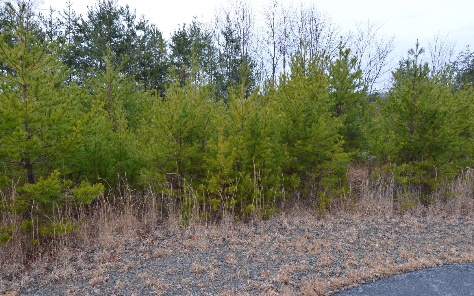 285606 Brasstown Land