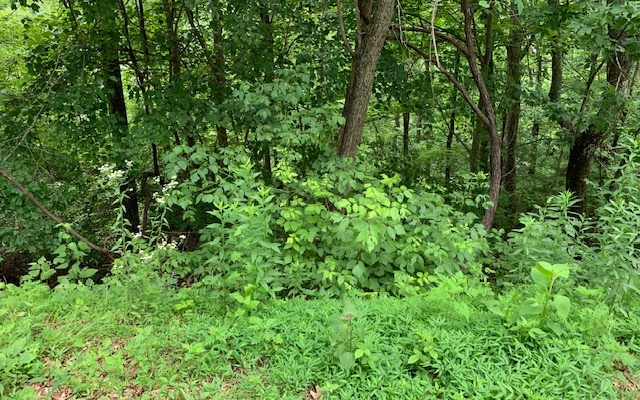 289202 Hayesville Land