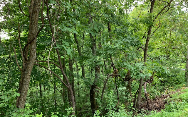 289202 Hayesville Land