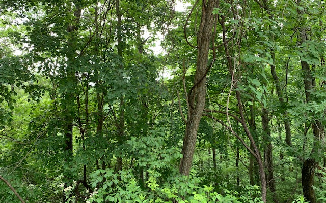 289202 Hayesville Land