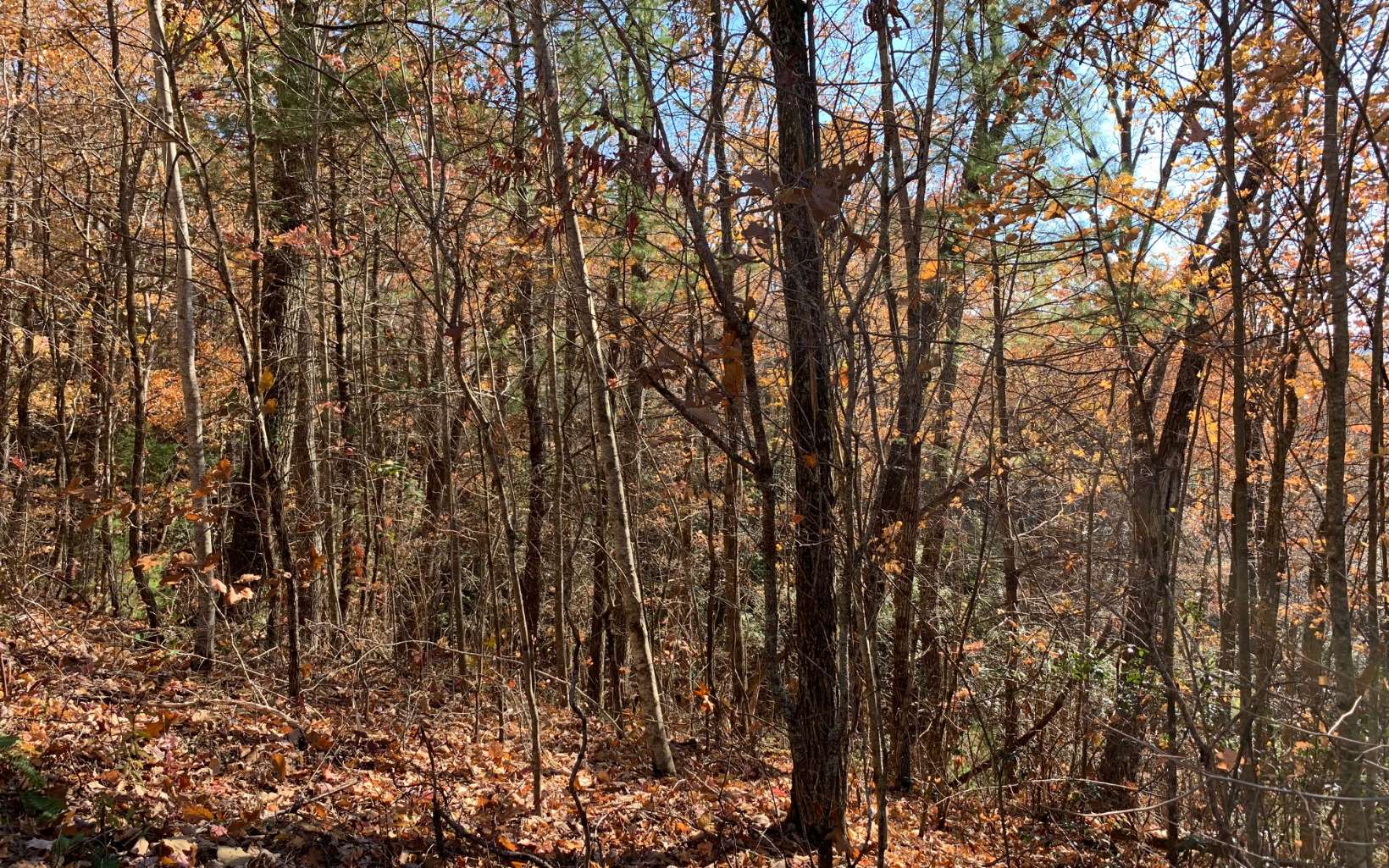 293660 Hayesville Land