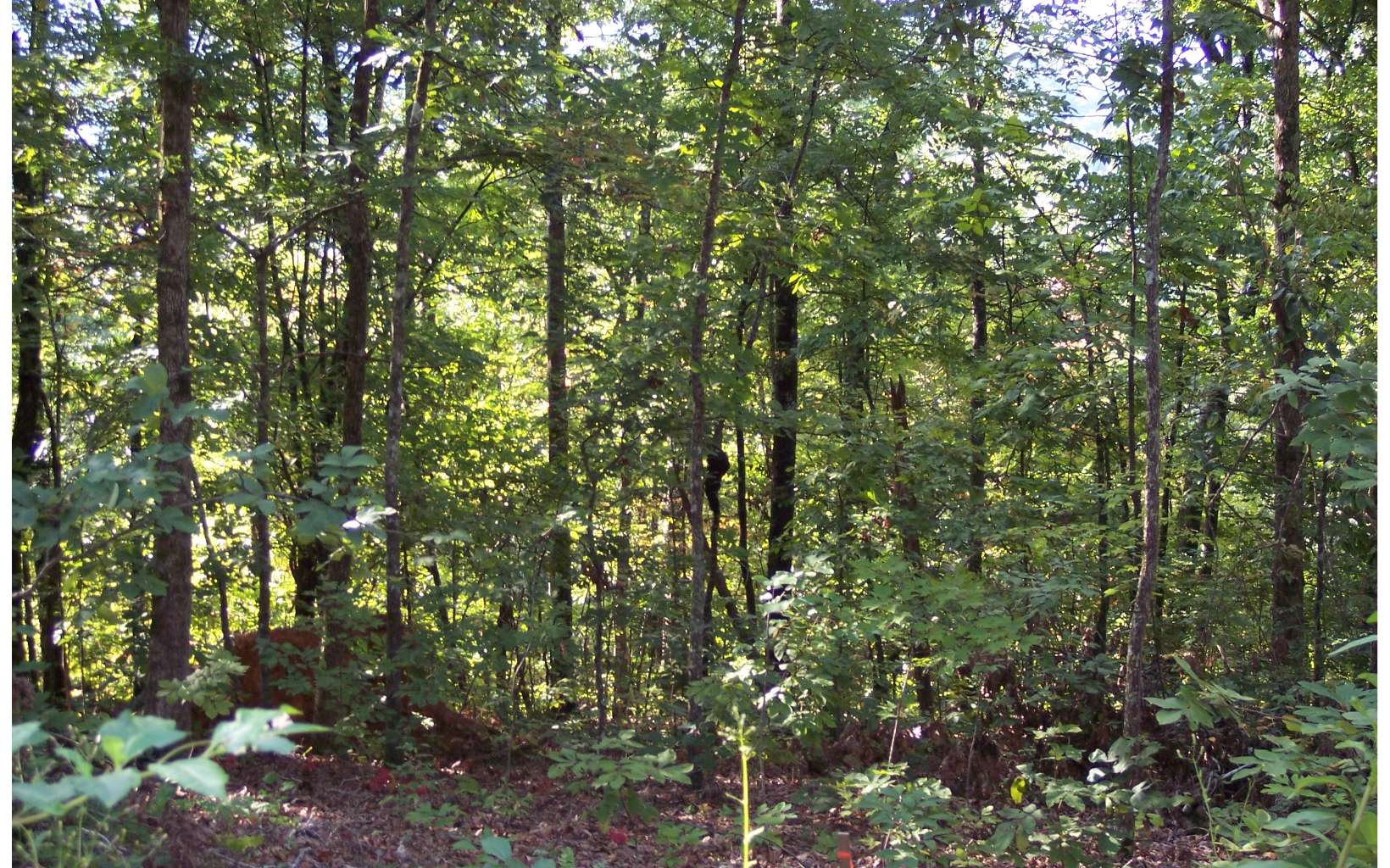 295176 Hayesville Vacant Lot