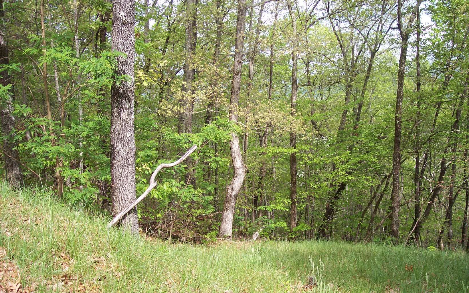 295221 Hayesville Vacant Lot