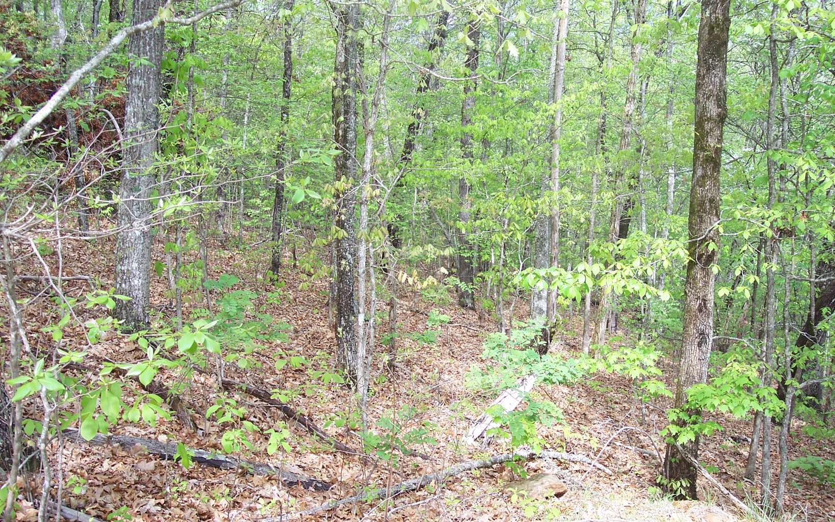 295222 Hayesville Vacant Lot