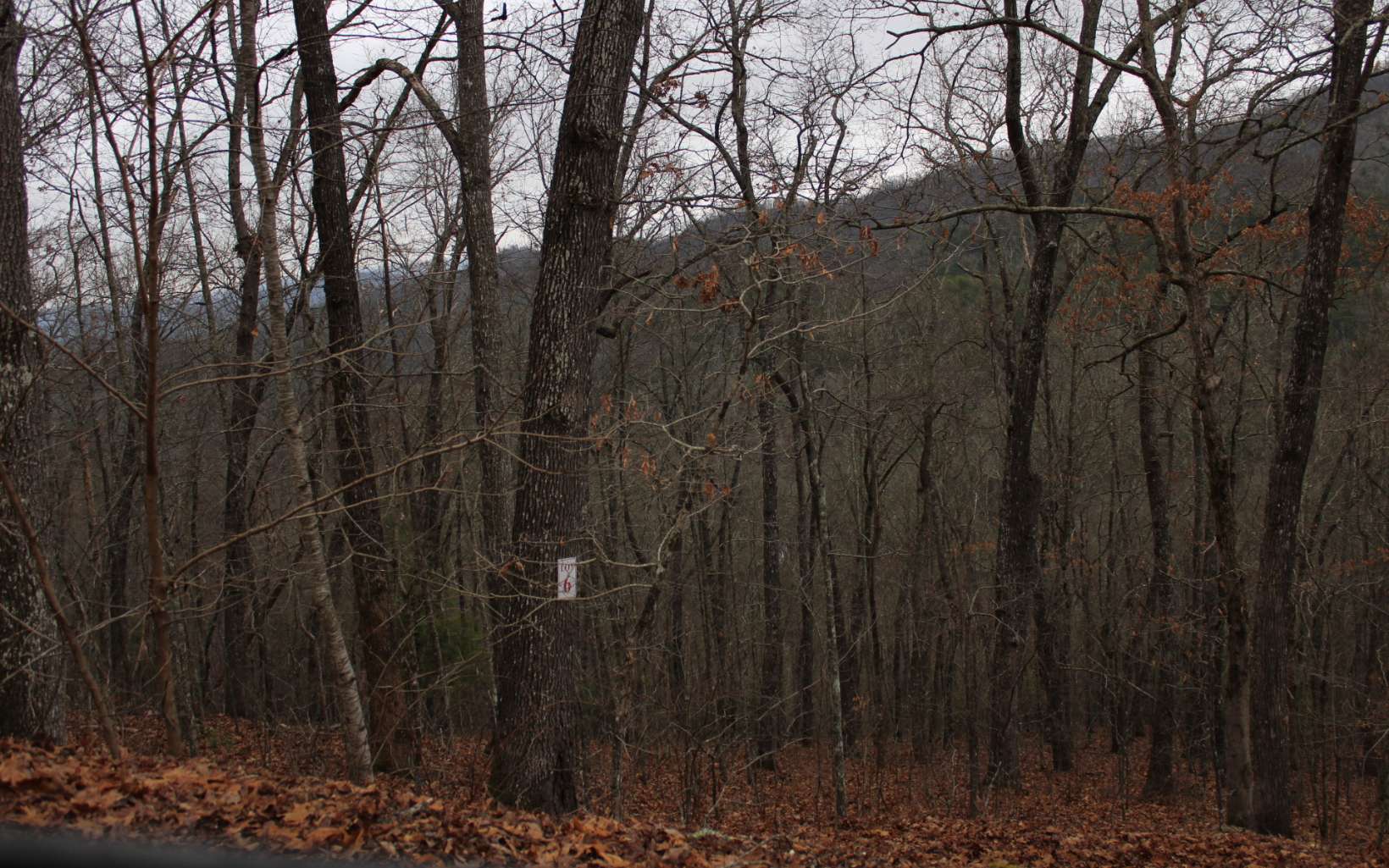 295223  Land