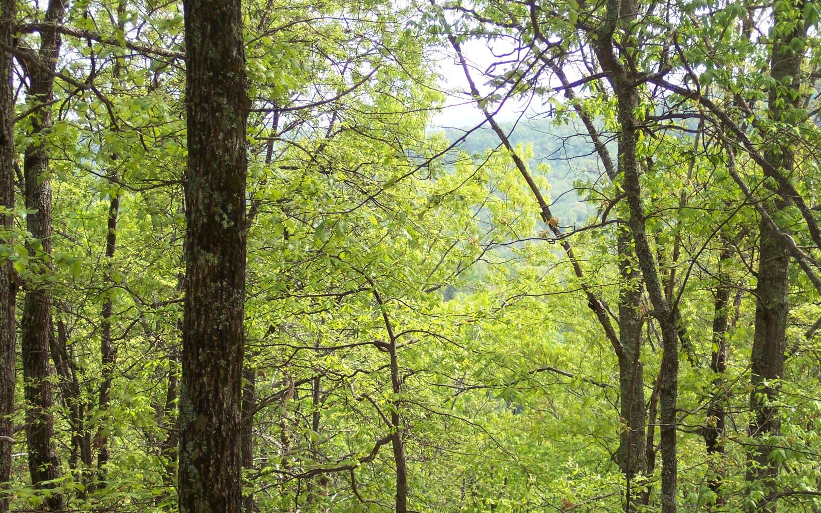 295223 Hayesville Land