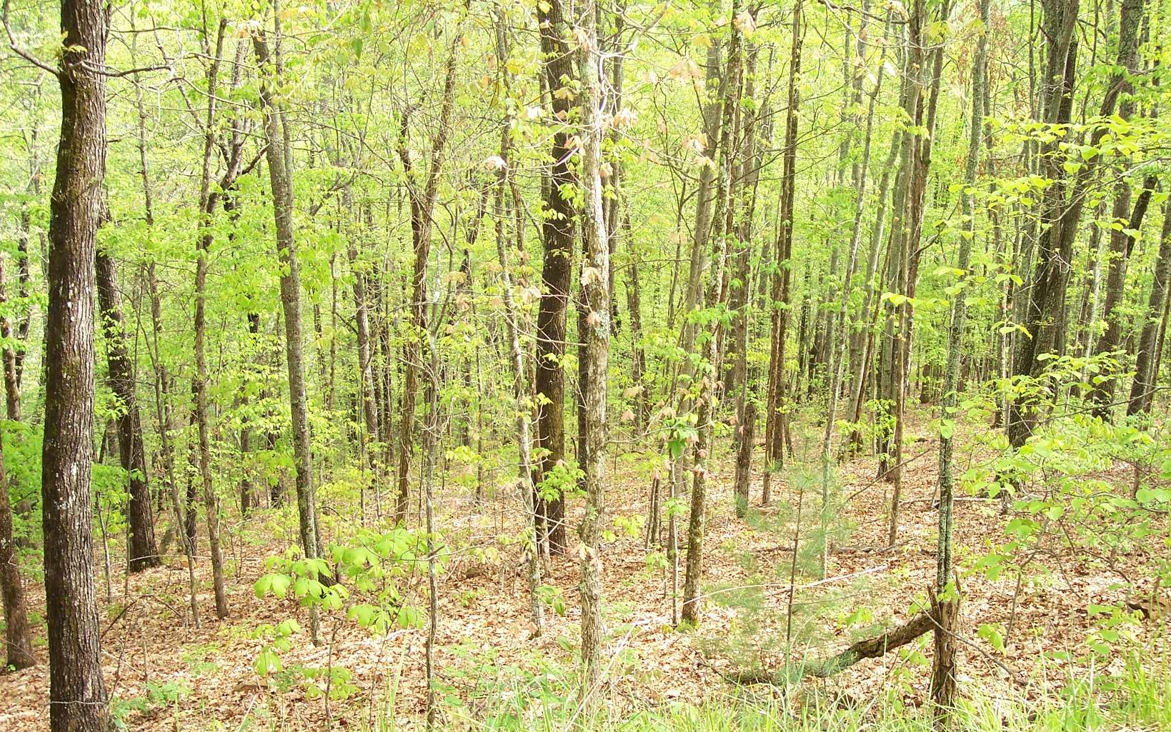 295223 Hayesville Land