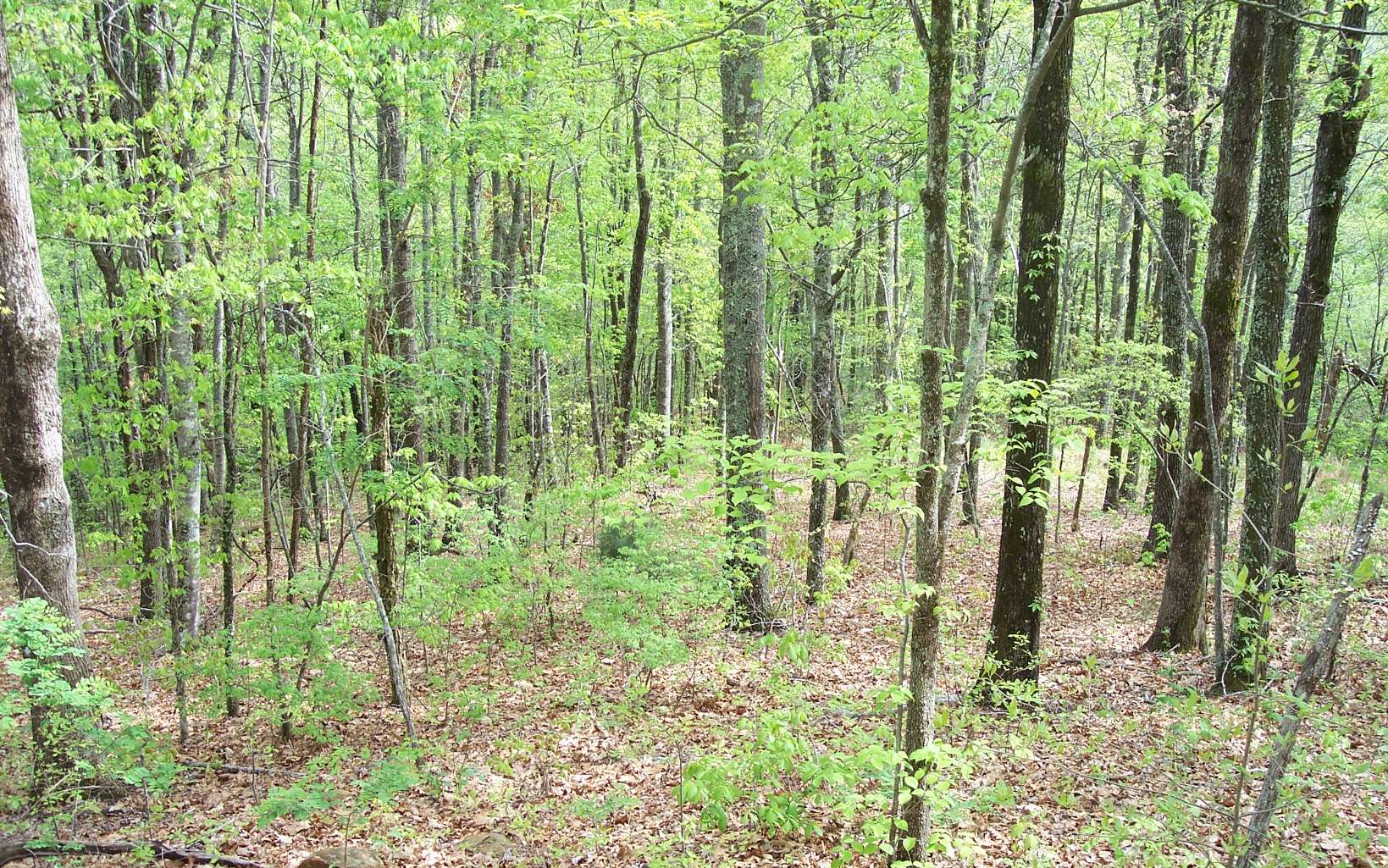 295286 Hayesville Vacant Lot