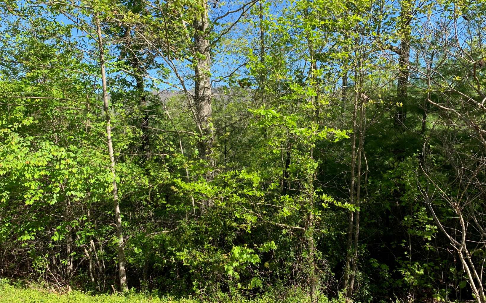 296929 Hayesville Land