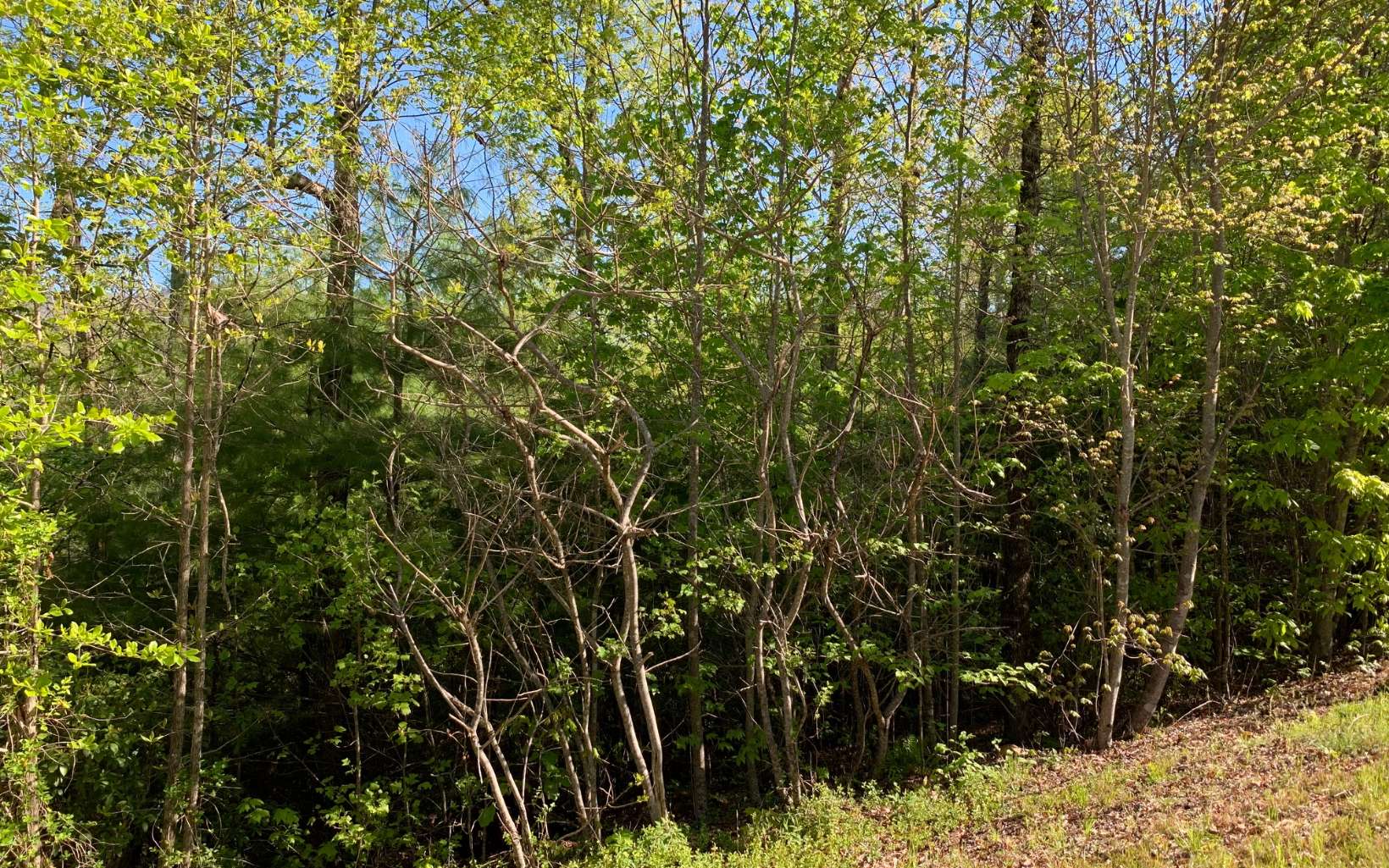 296929 Hayesville Land