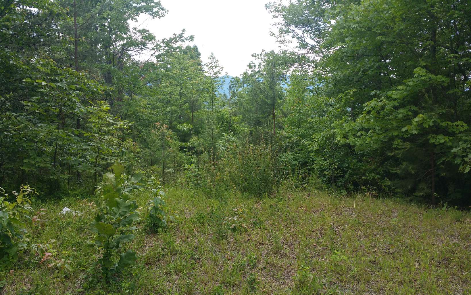 298247 Hayesville Vacant Lot