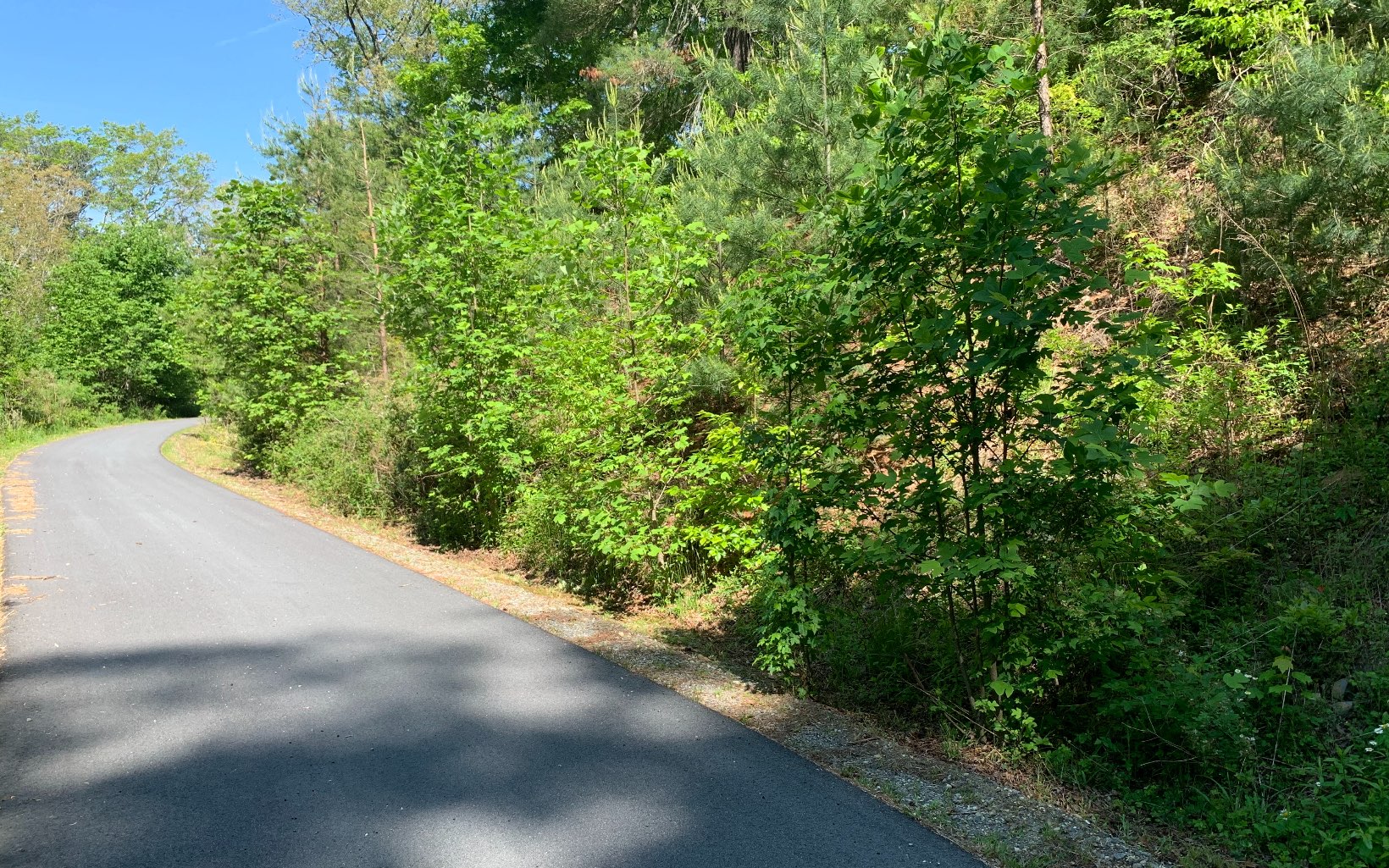 307683 Hayesville Vacant Lot