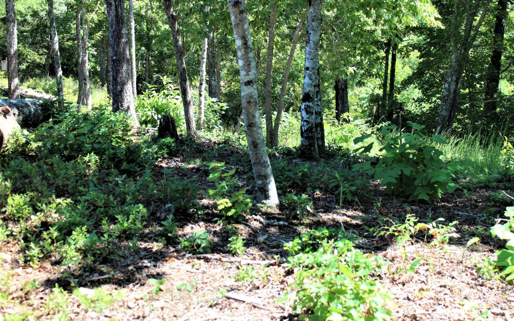 310422 Hayesville Vacant Lot