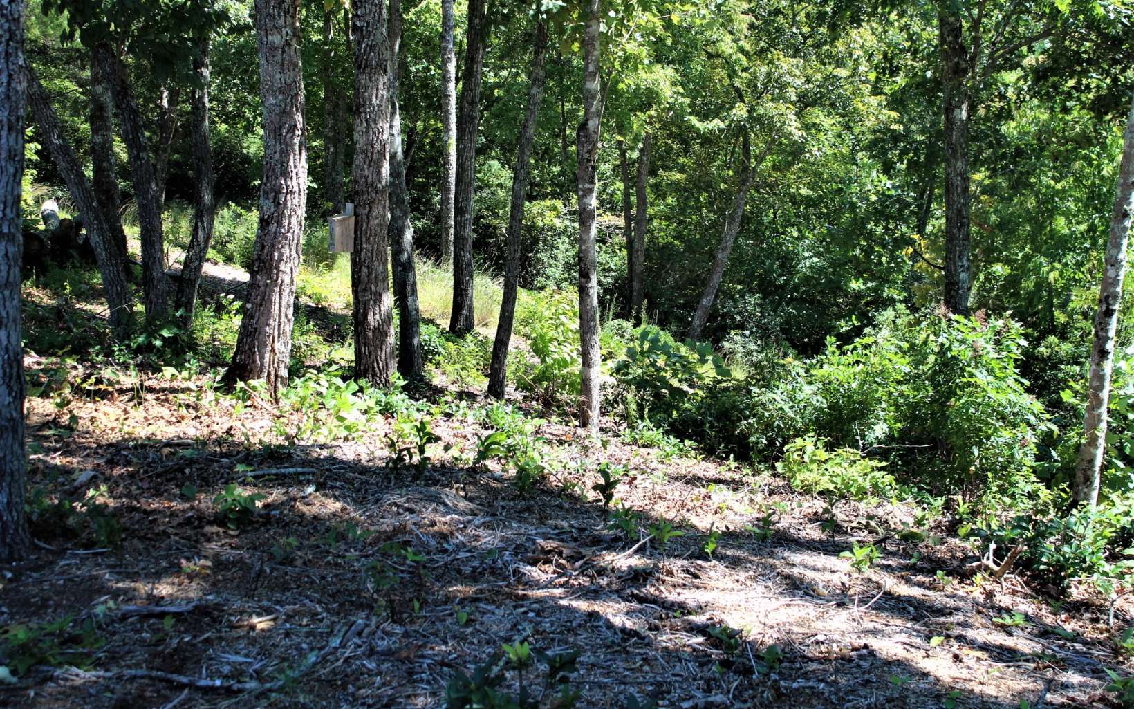 310422 Hayesville Vacant Lot