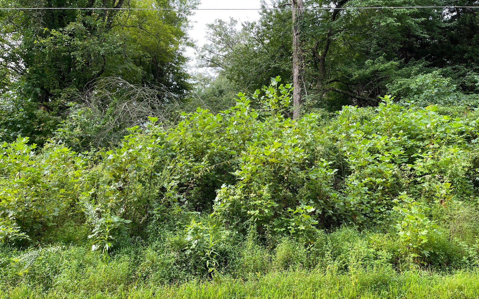 311726 Hayesville Land