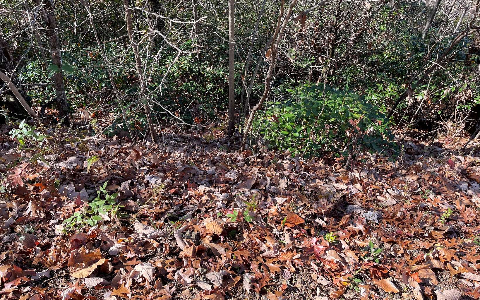 312487 Hayesville Vacant Lot