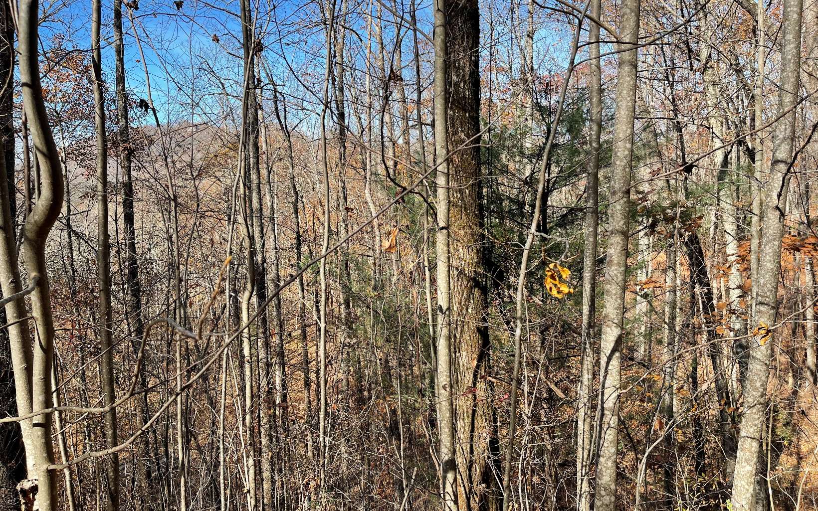 312491 Hayesville Land
