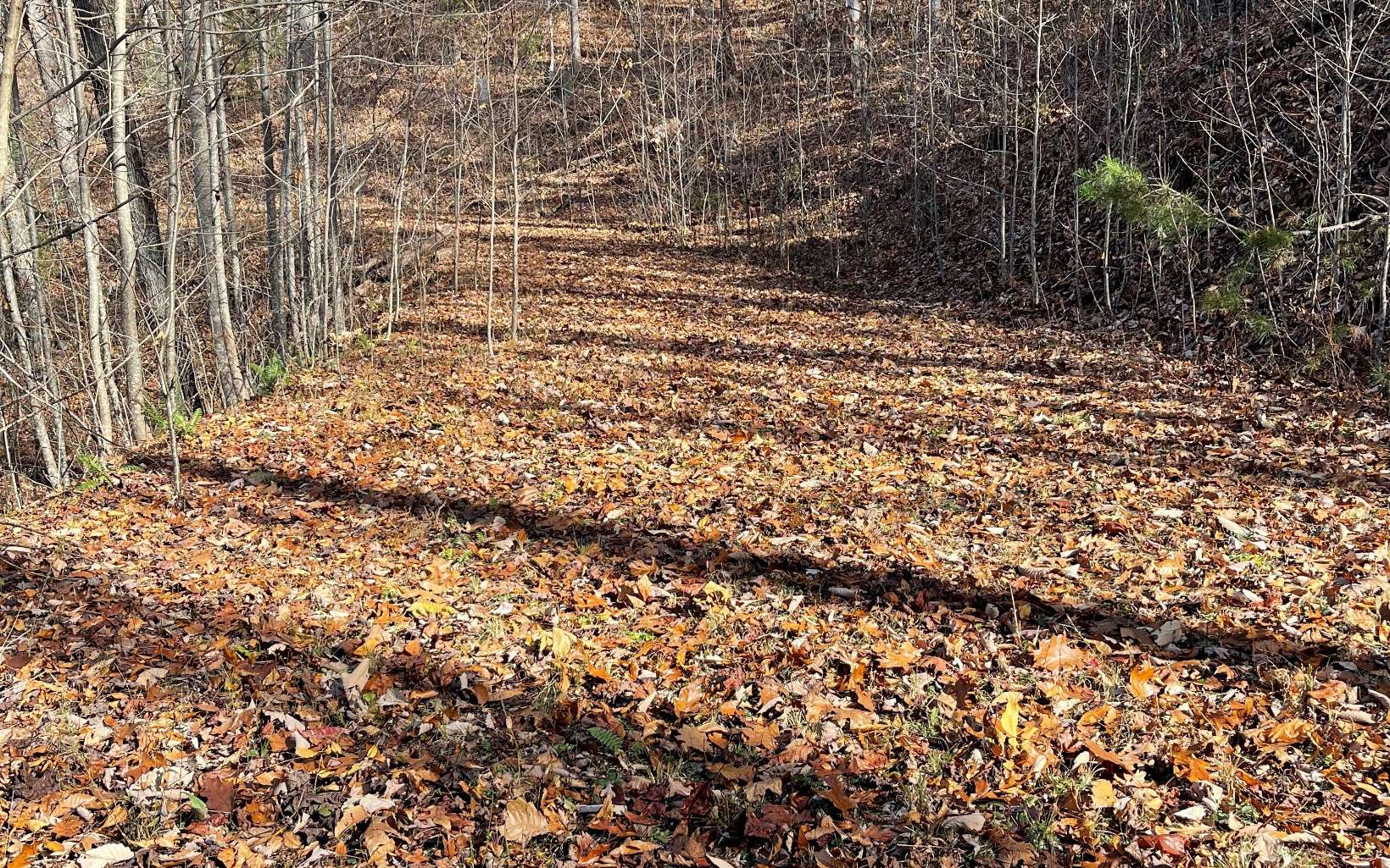312491 Hayesville Land