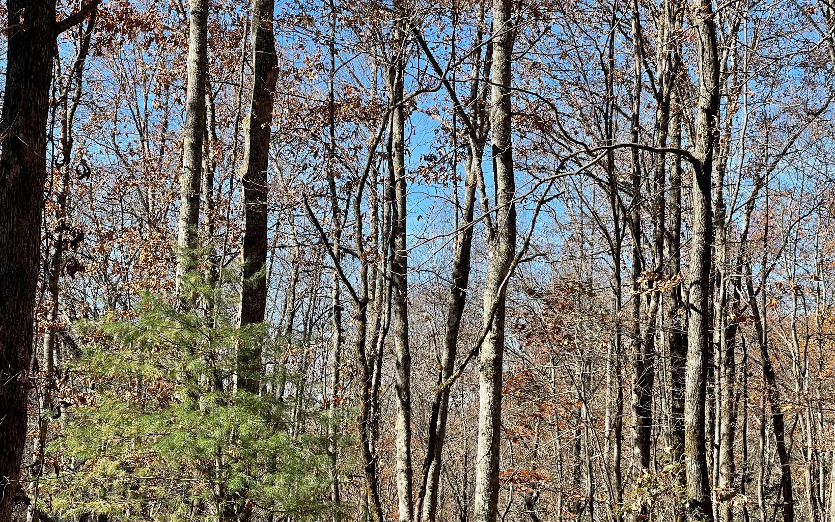 312497 Hayesville Land