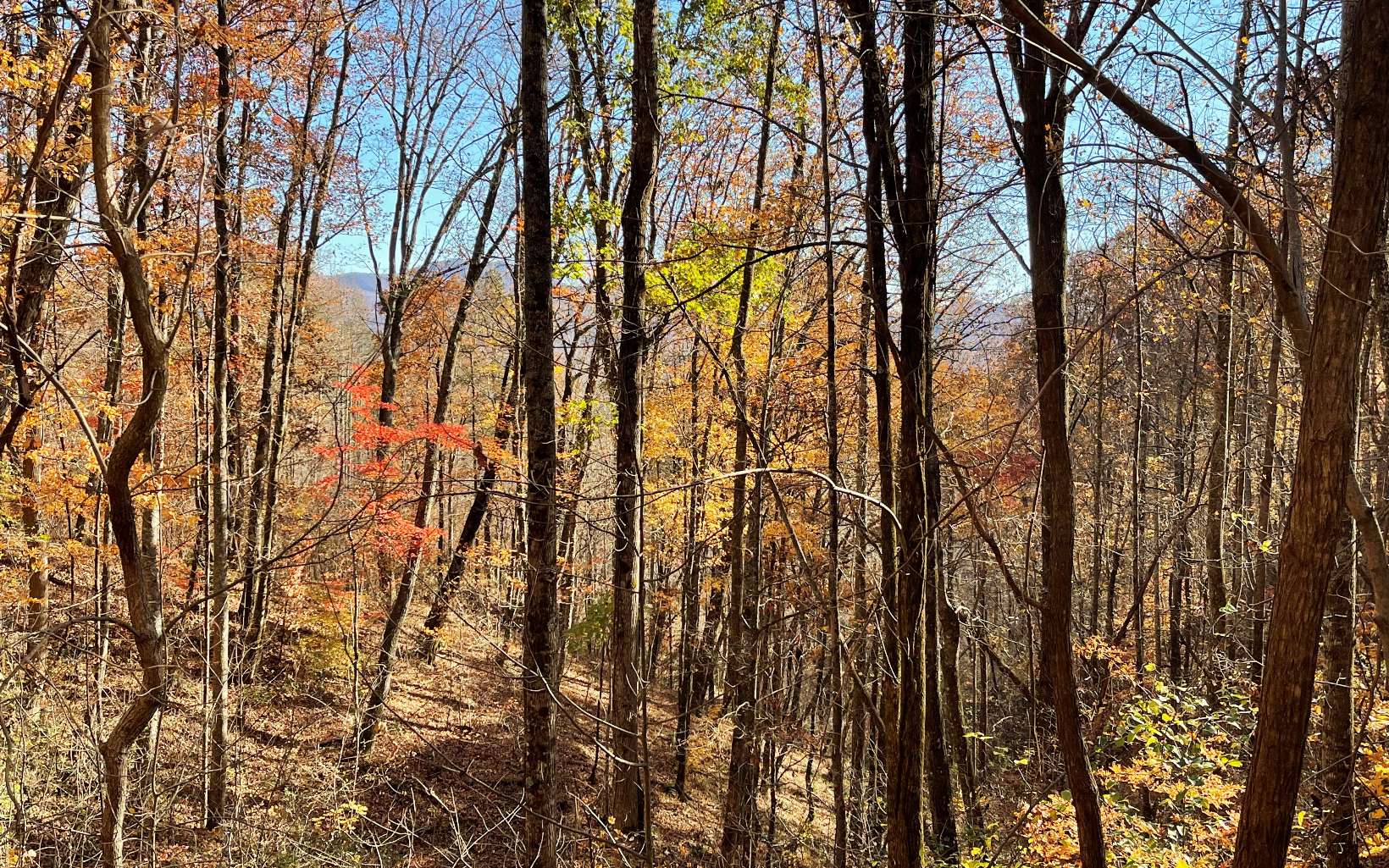 312508 Hayesville Land
