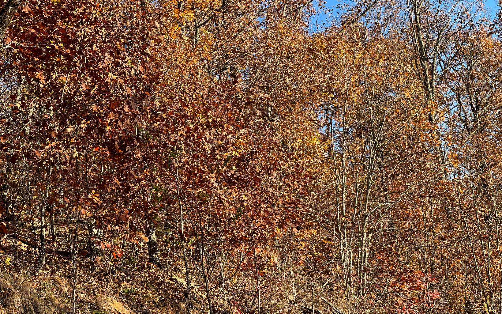 312512 Hayesville Land