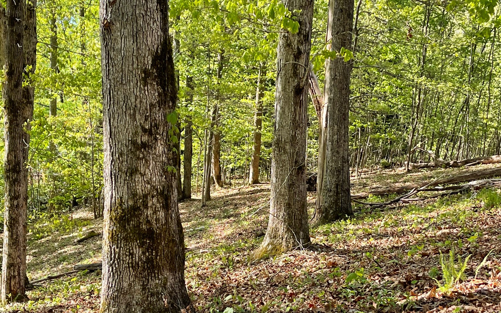 316180 Road Land