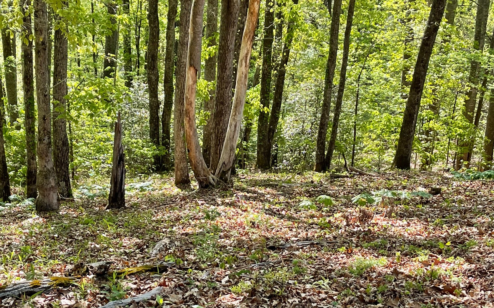 316180 Road Land