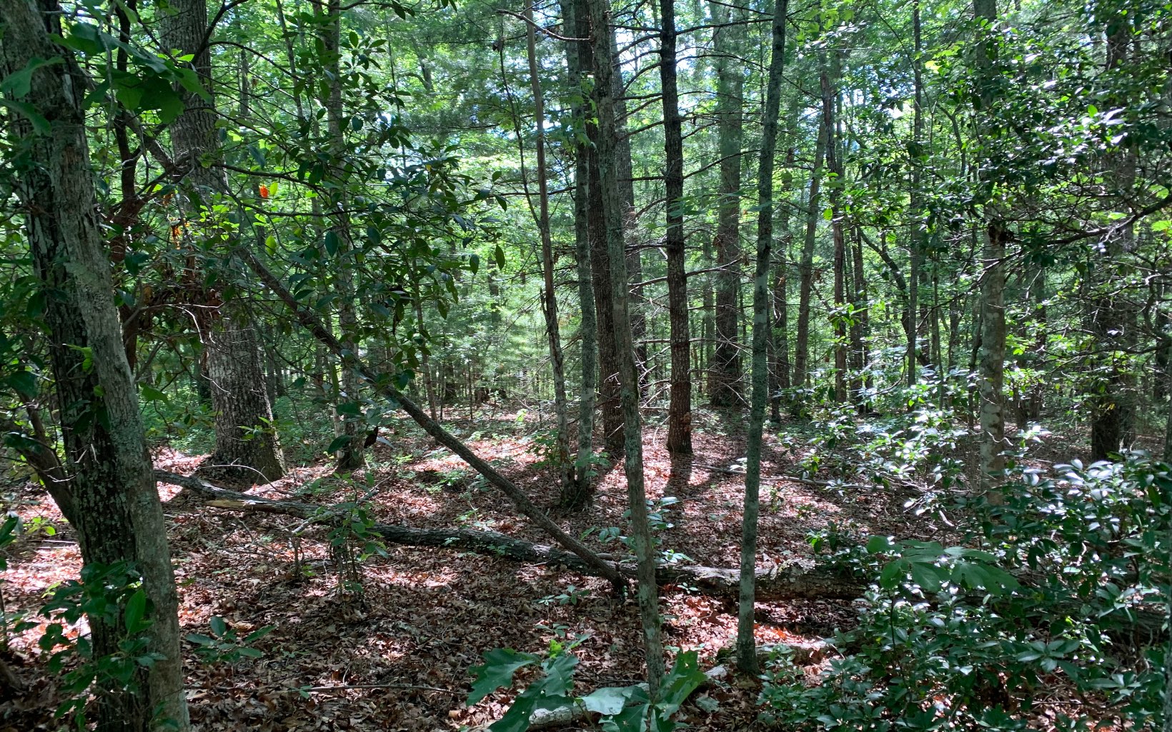 317033 Murphy
 Land