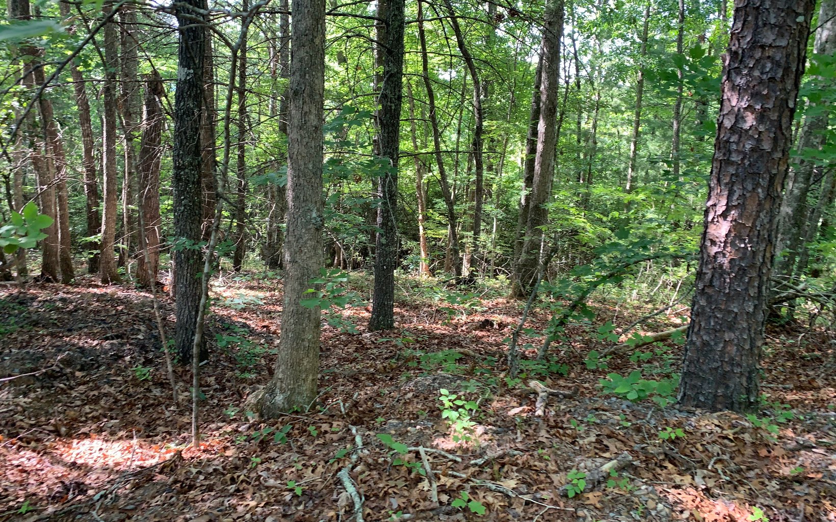 317033 Murphy
 Land