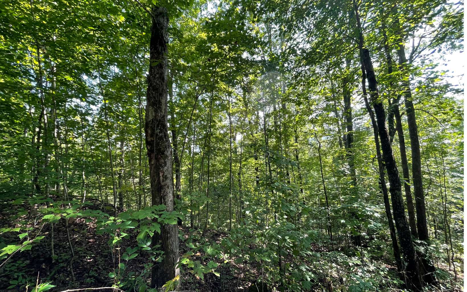 317342 Hiawassee Land