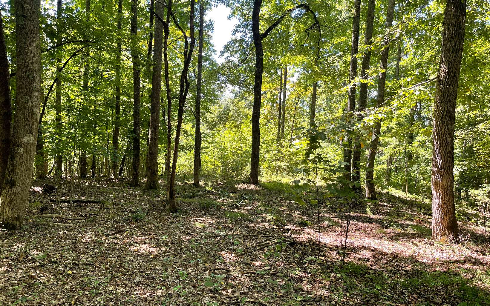 319497  Land