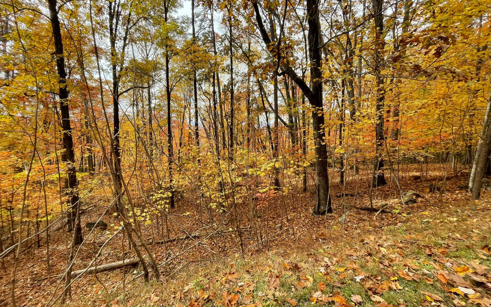 320818 Hayesville Land