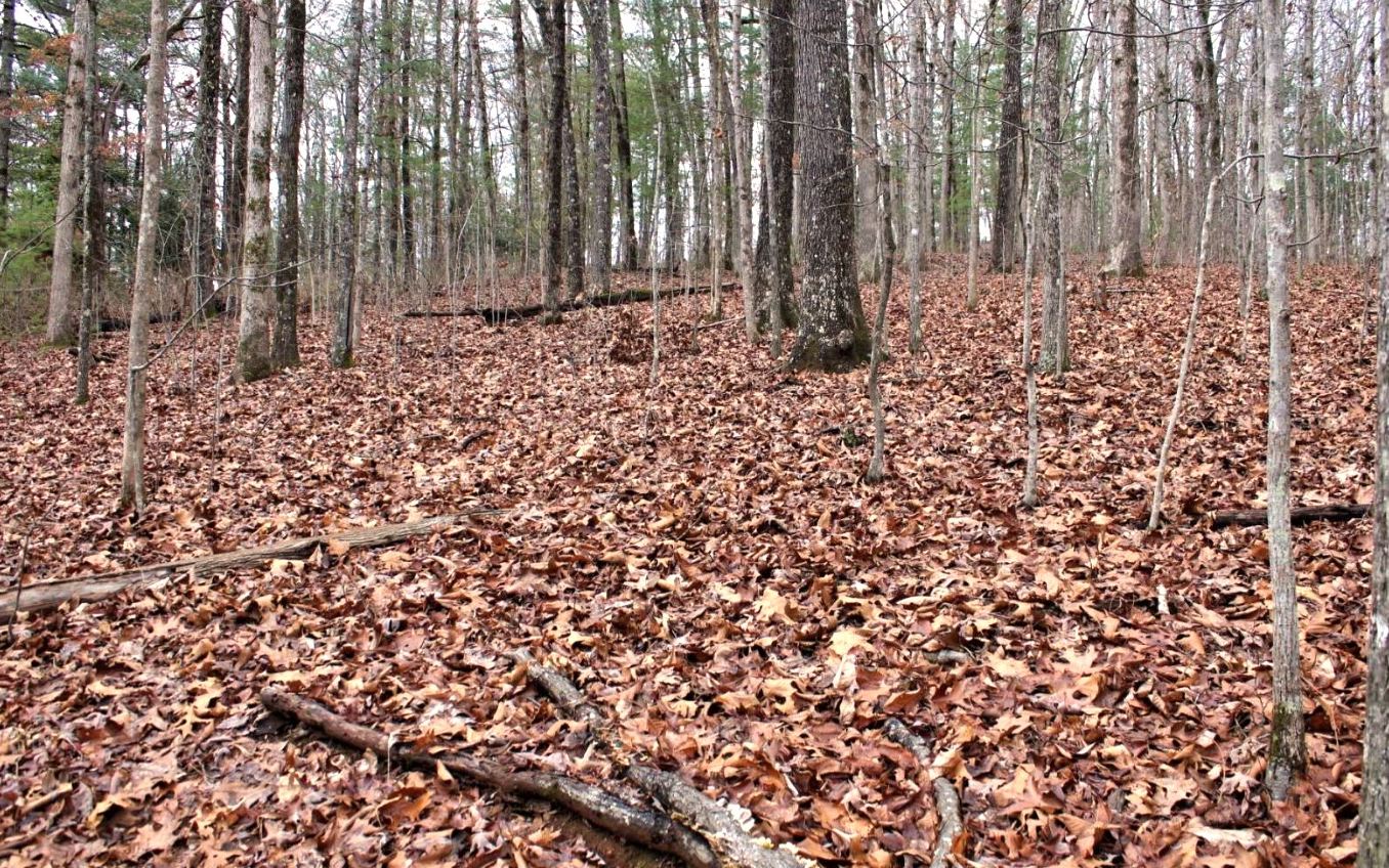 322132 Hayesville Land