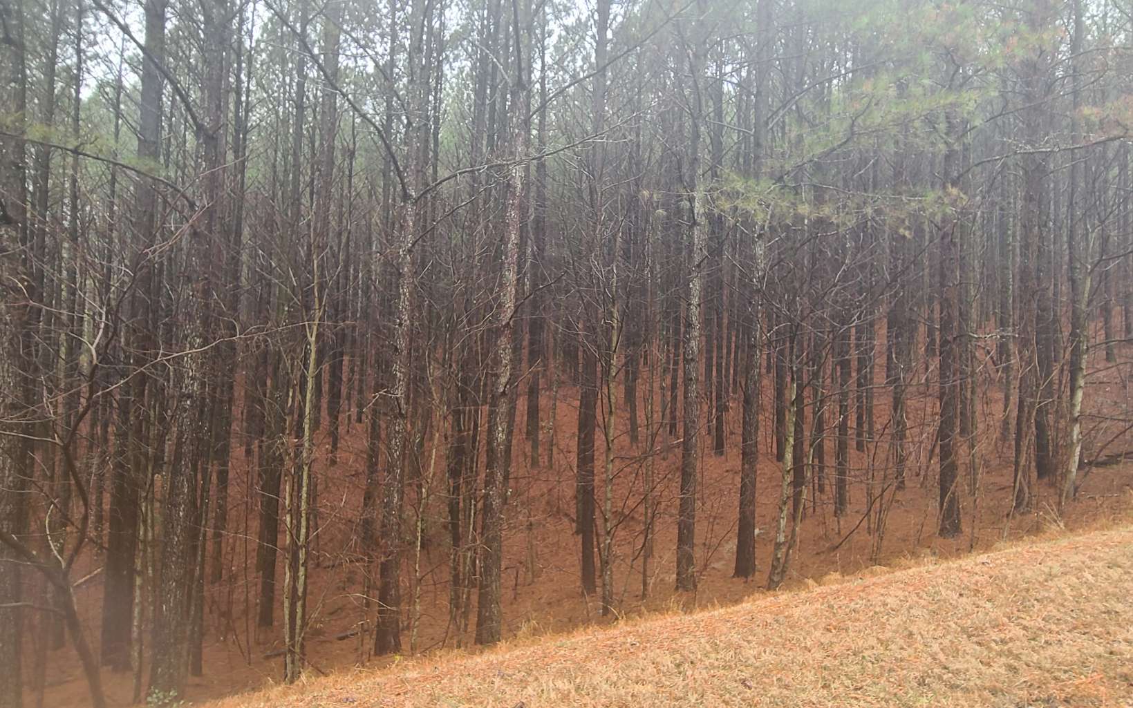 323062 Ellijay Land