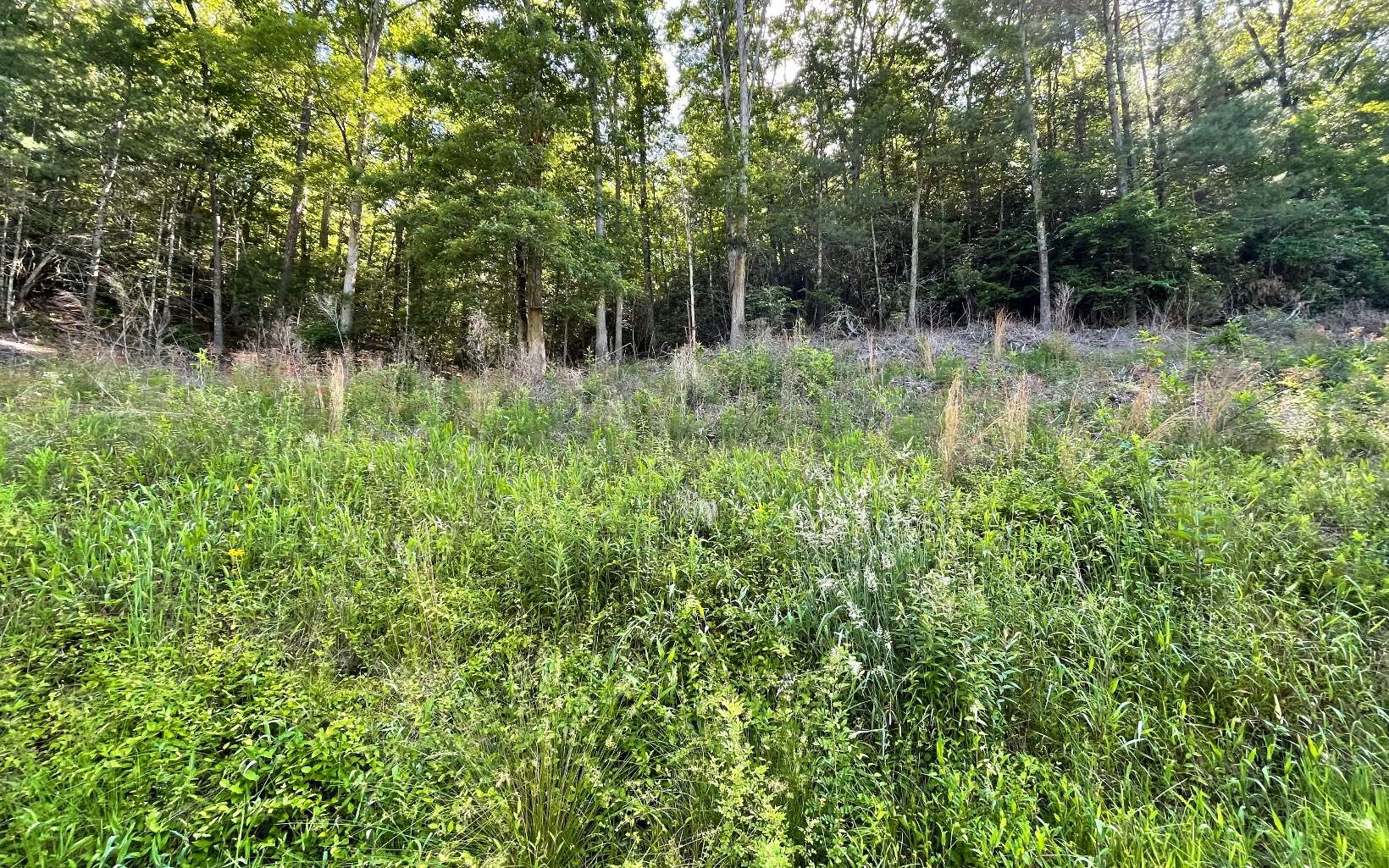 325479 Hayesville Vacant Lot