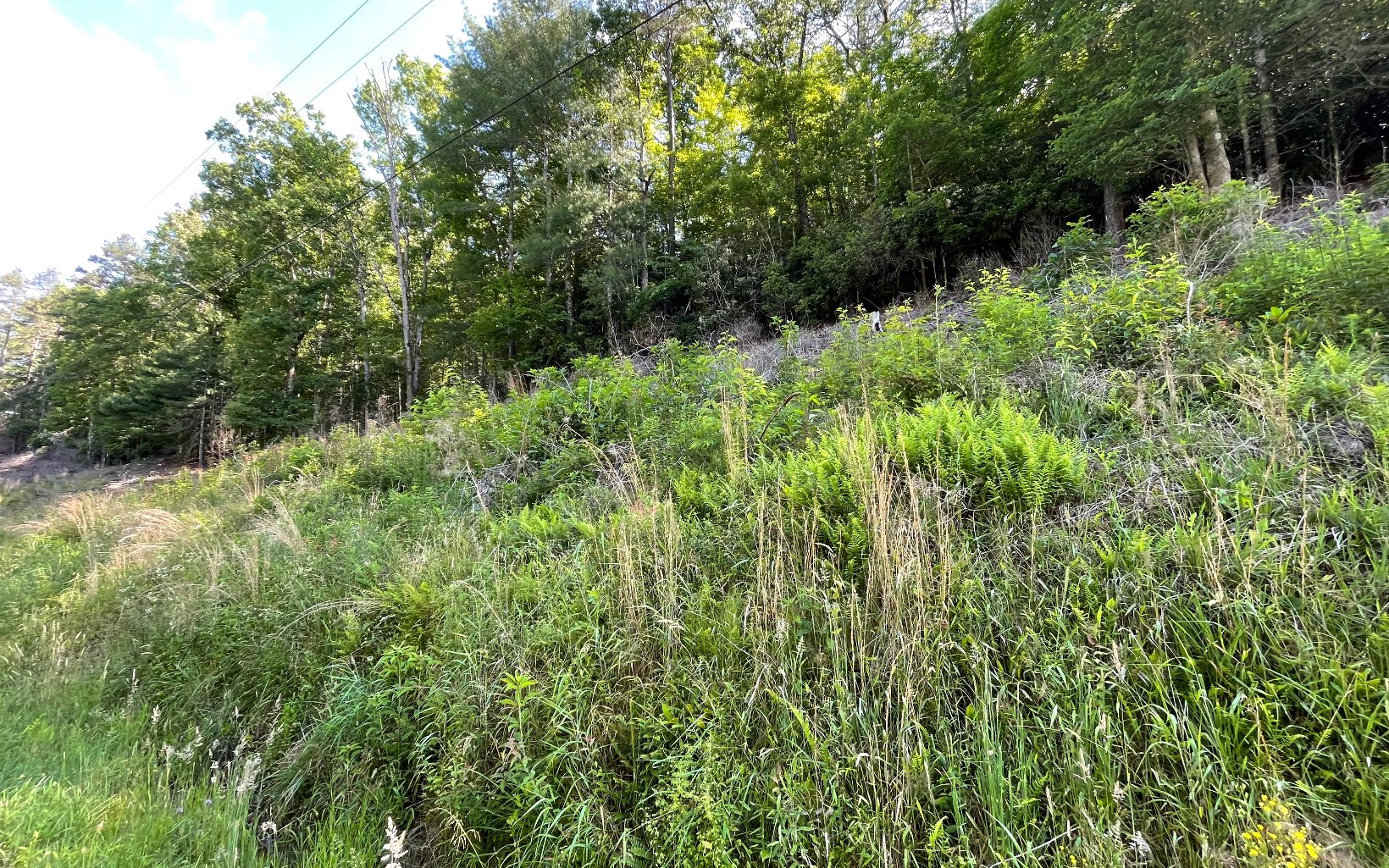 325479 Hayesville Vacant Lot