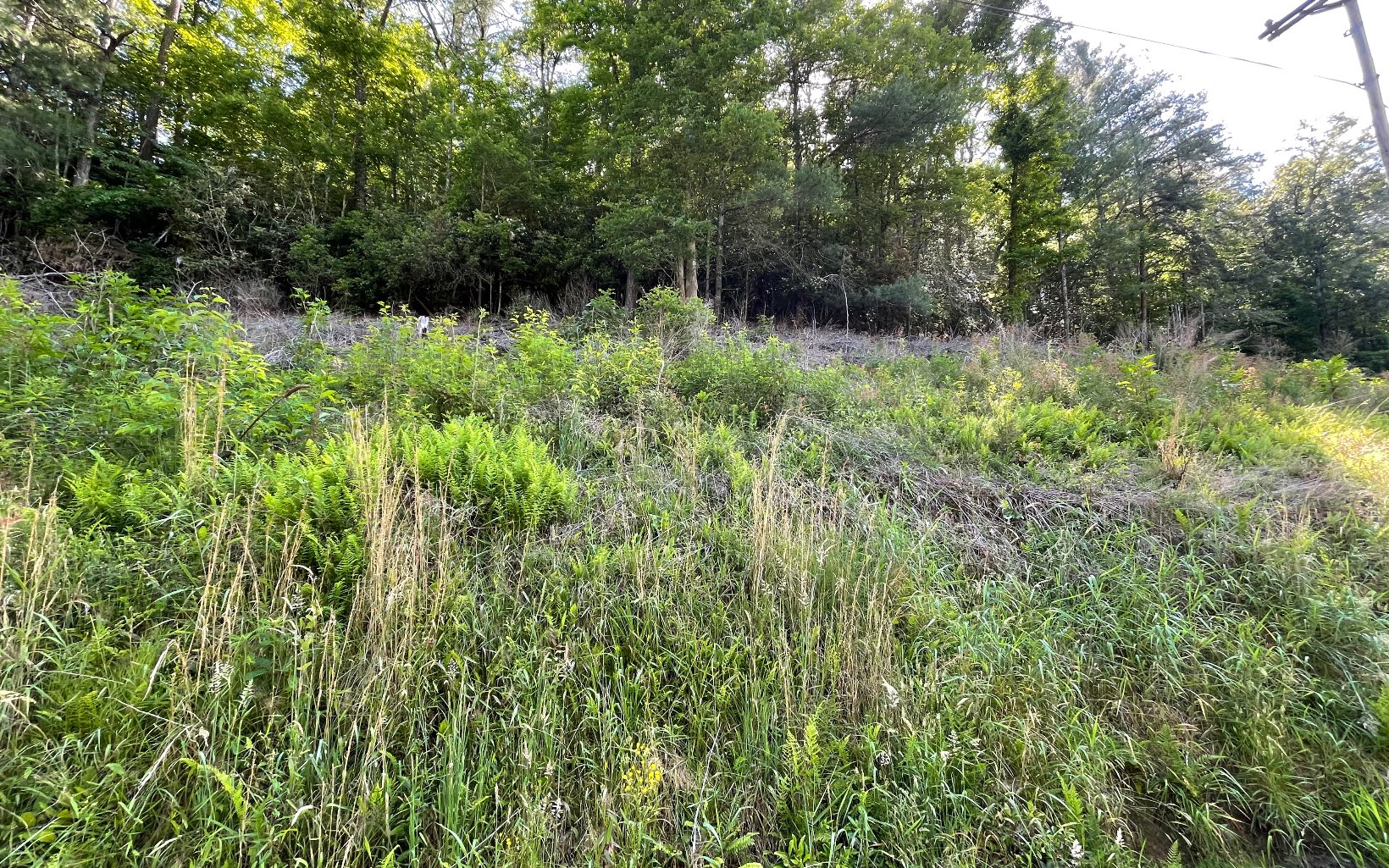 325479 Hayesville Vacant Lot