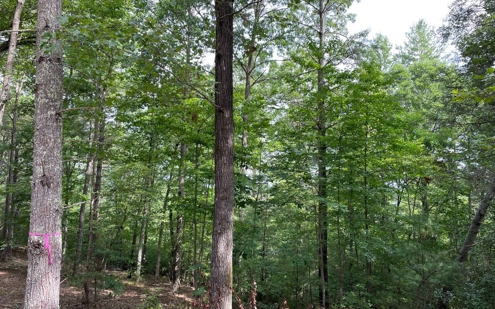 326085 Blairsville Land