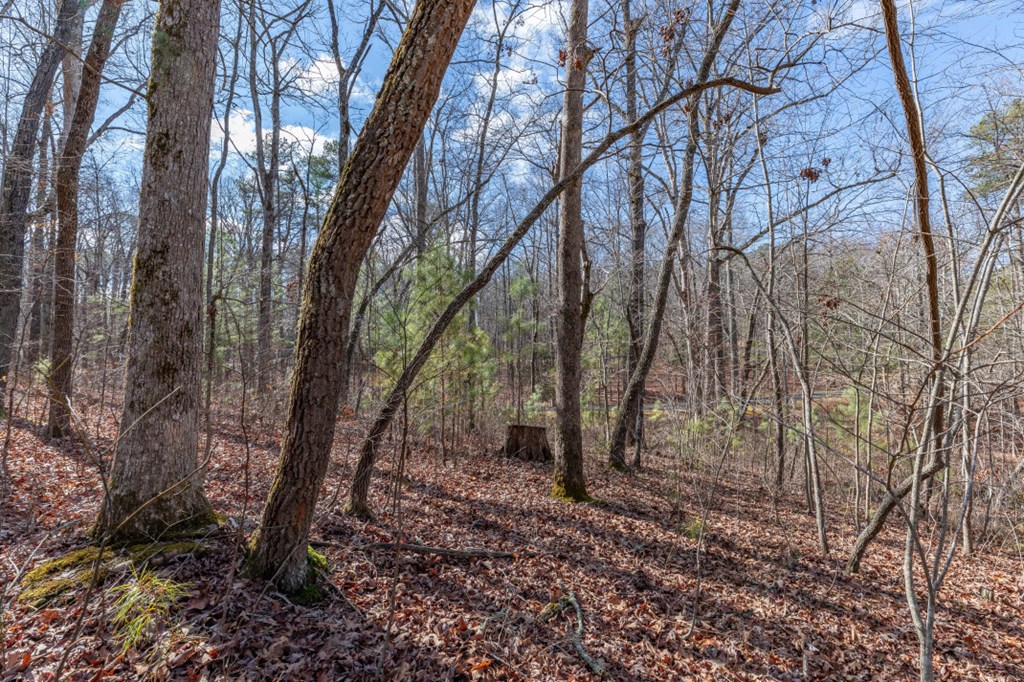 401182 Ellijay Land