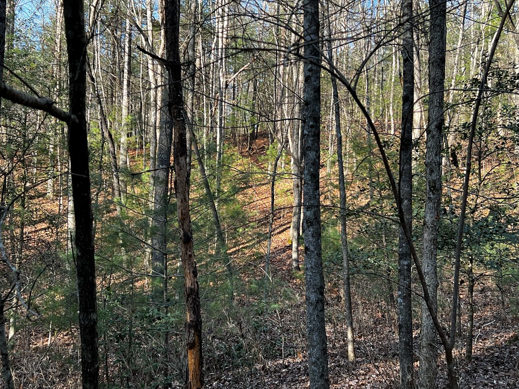 401300 Ellijay Land