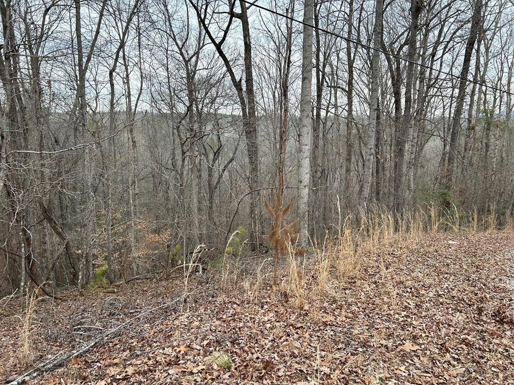 401328 Ellijay Land