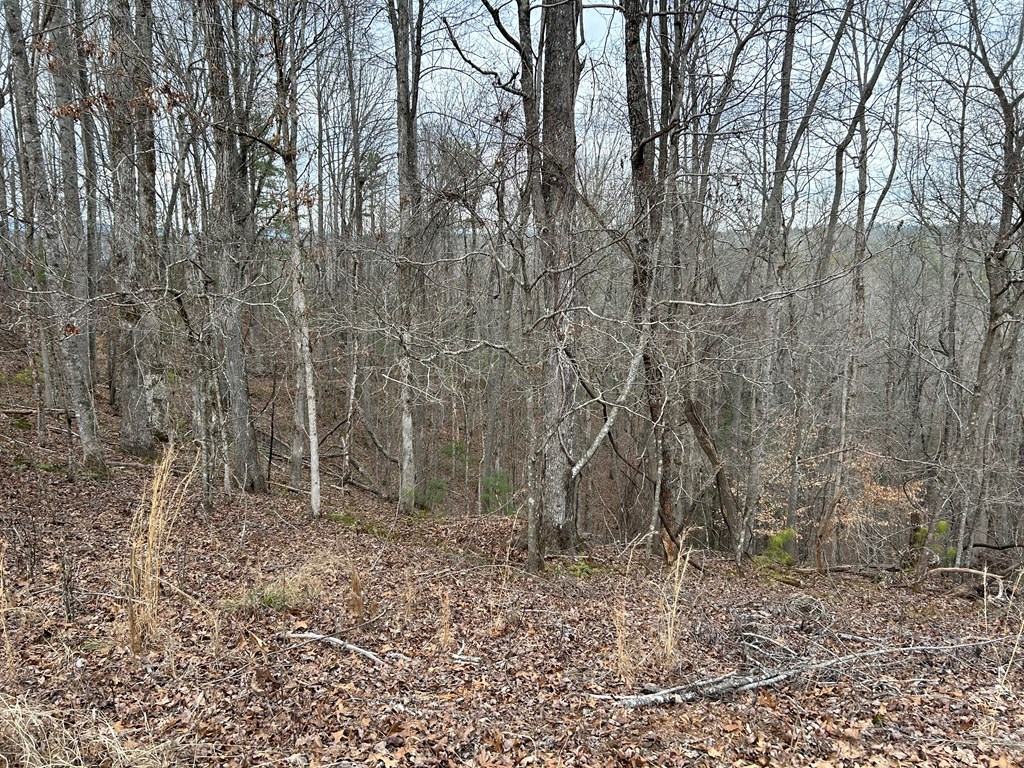 401328 Ellijay Land