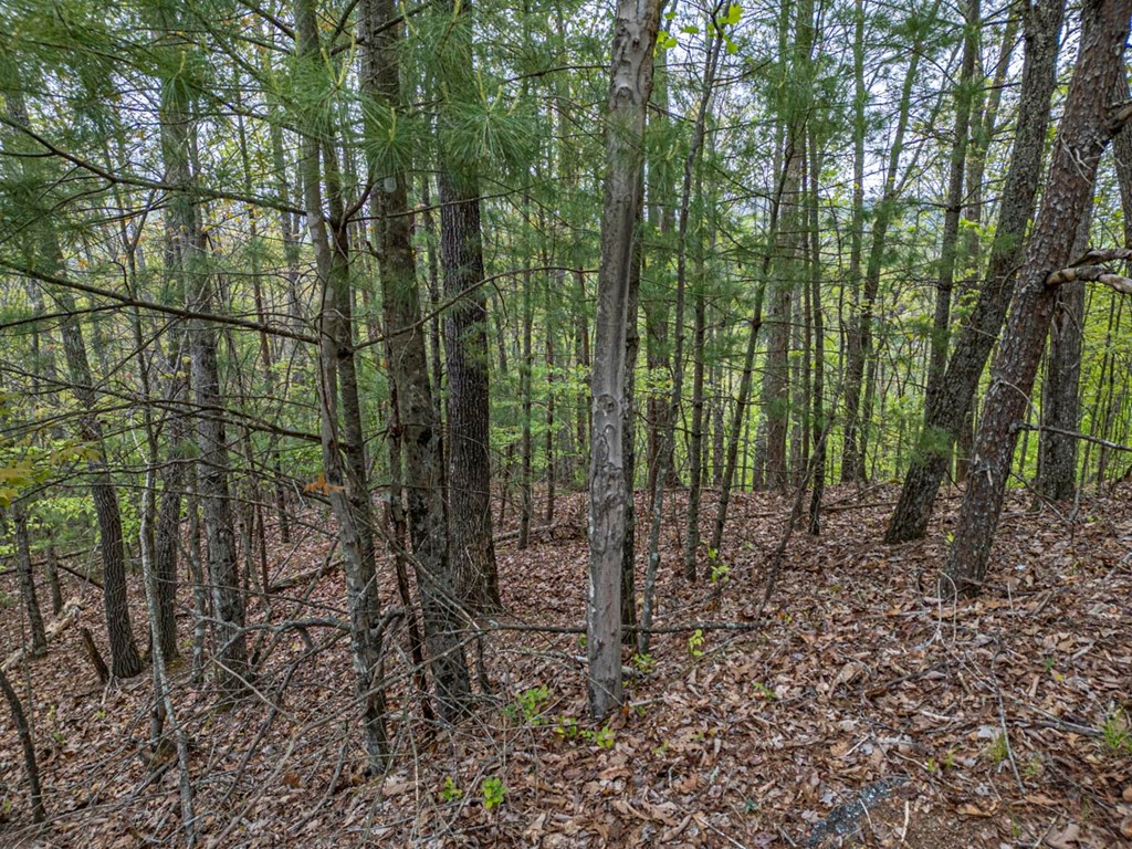 403381 Mineral Bluff Vacant Lot