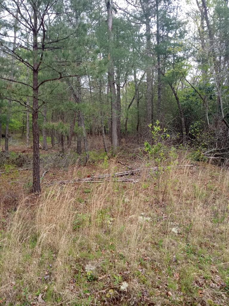 403404 Young Harris Vacant Lot