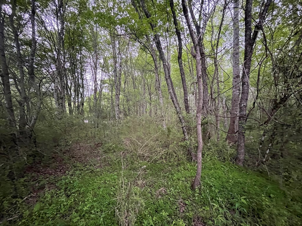 403420 Hayesville Land