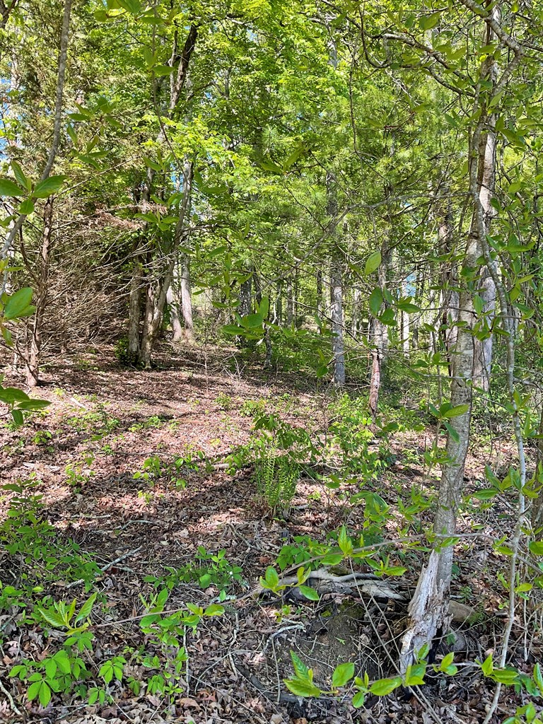 403516 Blairsville Land