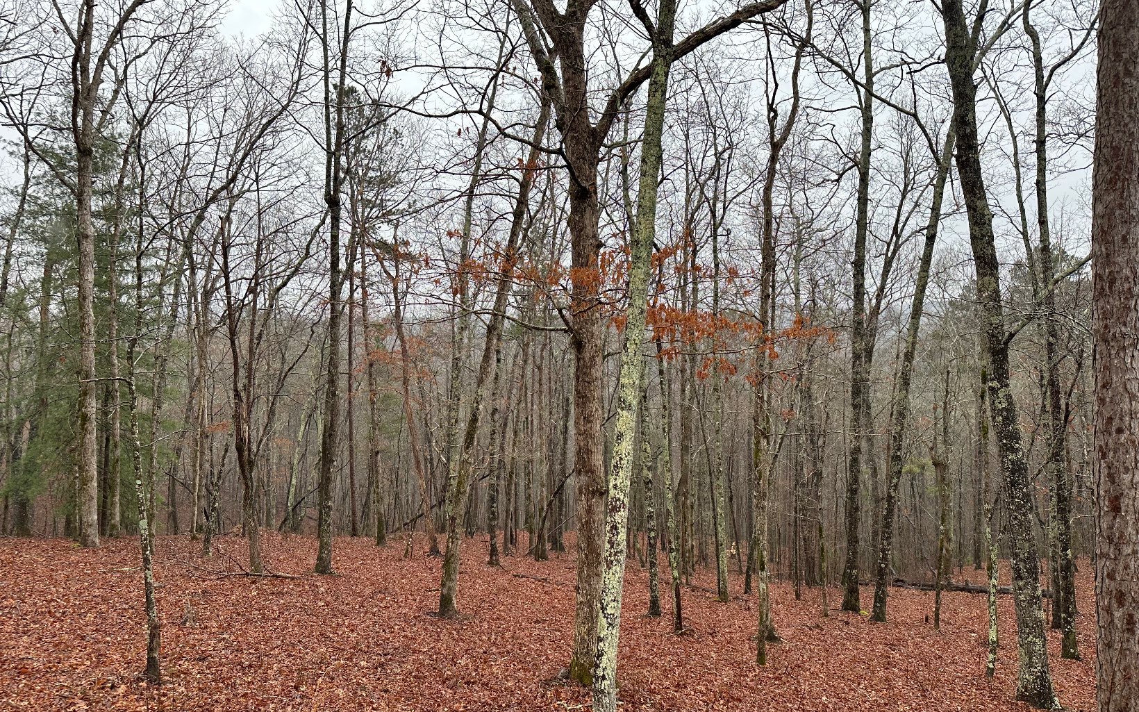 403594 Ellijay Lake Access Lot