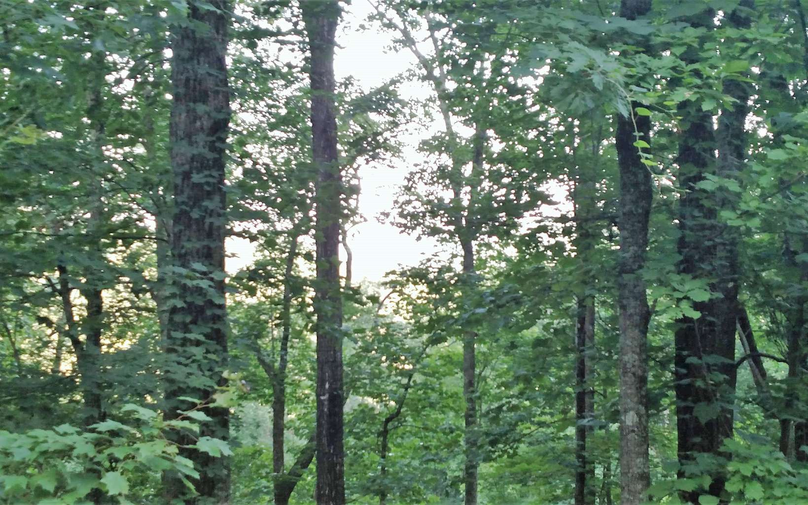 403750 Hayesville Land
