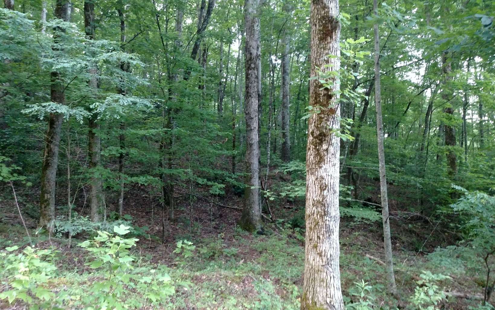 403750 Hayesville Land
