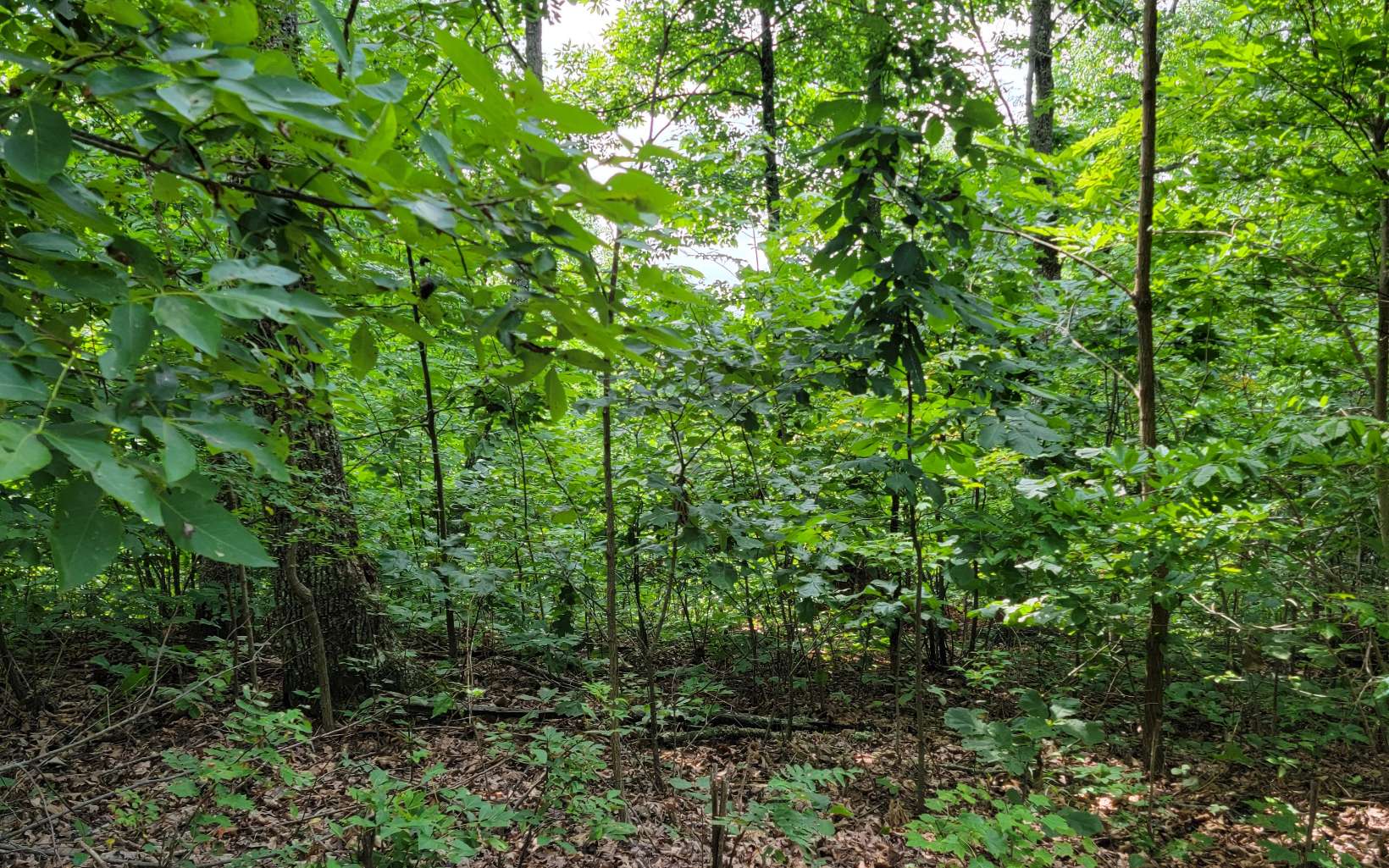 403752 Hayesville Land